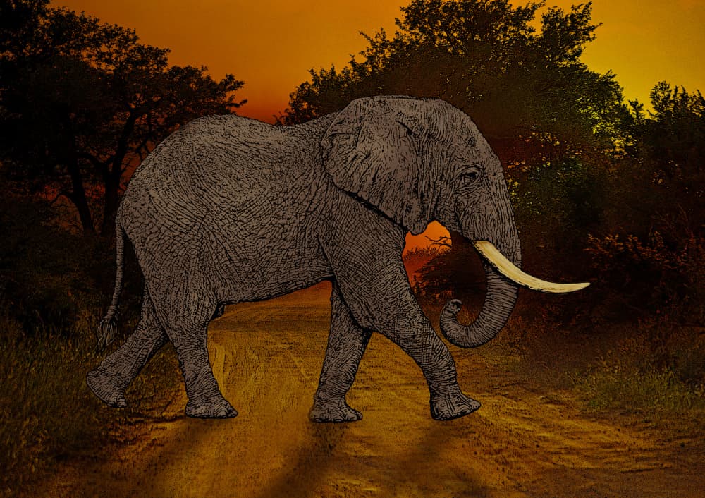 Golden Elephant Walk by Carlo Kaminski — canvas wall art