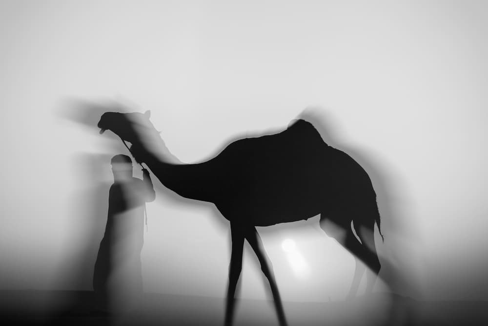 Dreamlike Desert Camel by Rami Al Adwan — canvas wall art