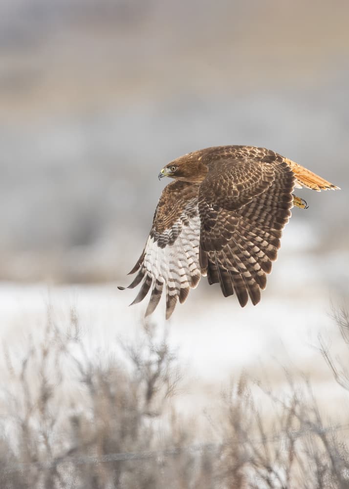 Red-tailed Hawk In Flight by Bill Lu — canvas wall art