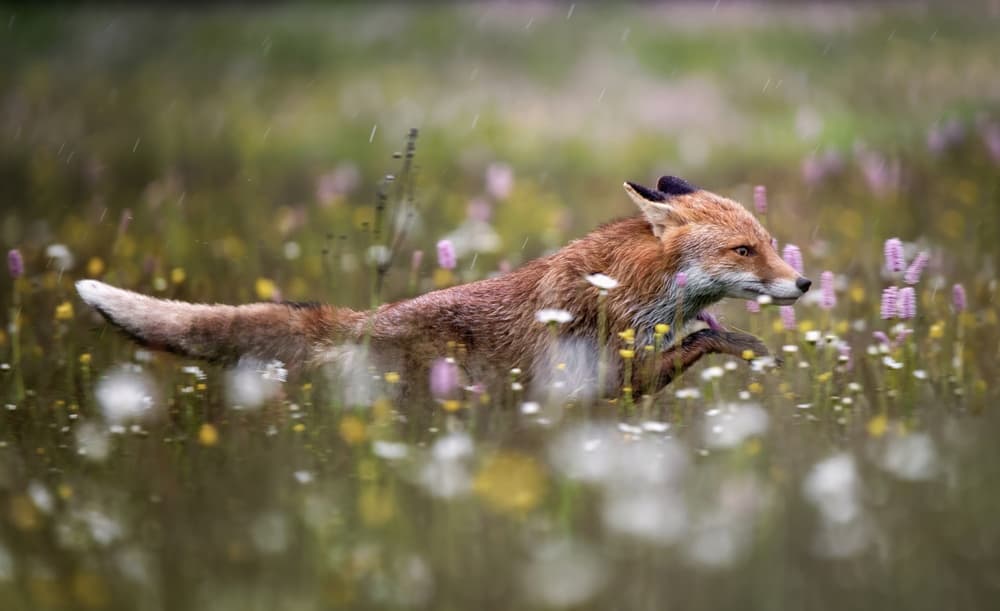 Fox Through Wildflowers by Michaela Firešová — canvas wall art