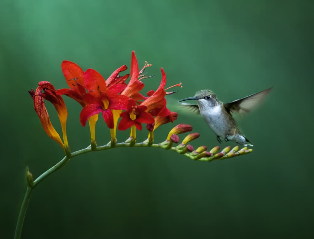 Hummingbird and Red Flower by Hannah & Wei — canvas wall art