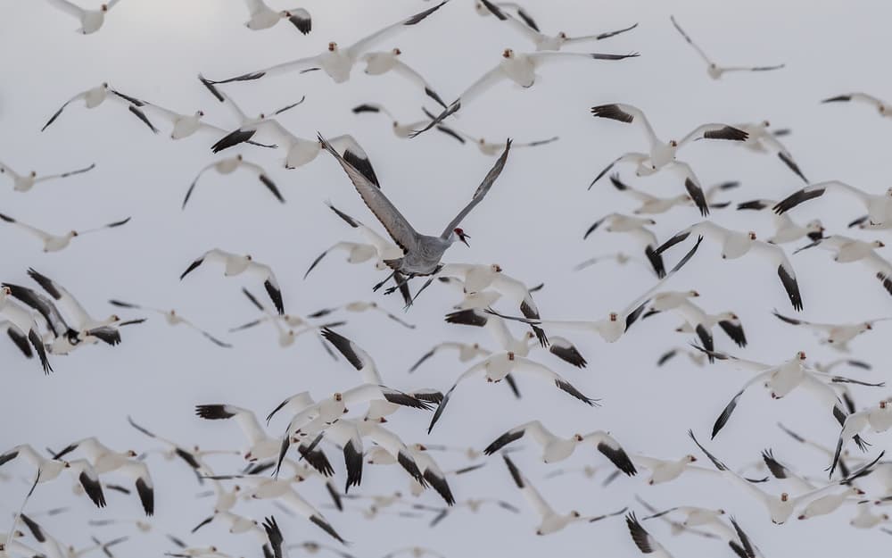 Lone Crane Among Geese by Qingsong Wang — canvas wall art
