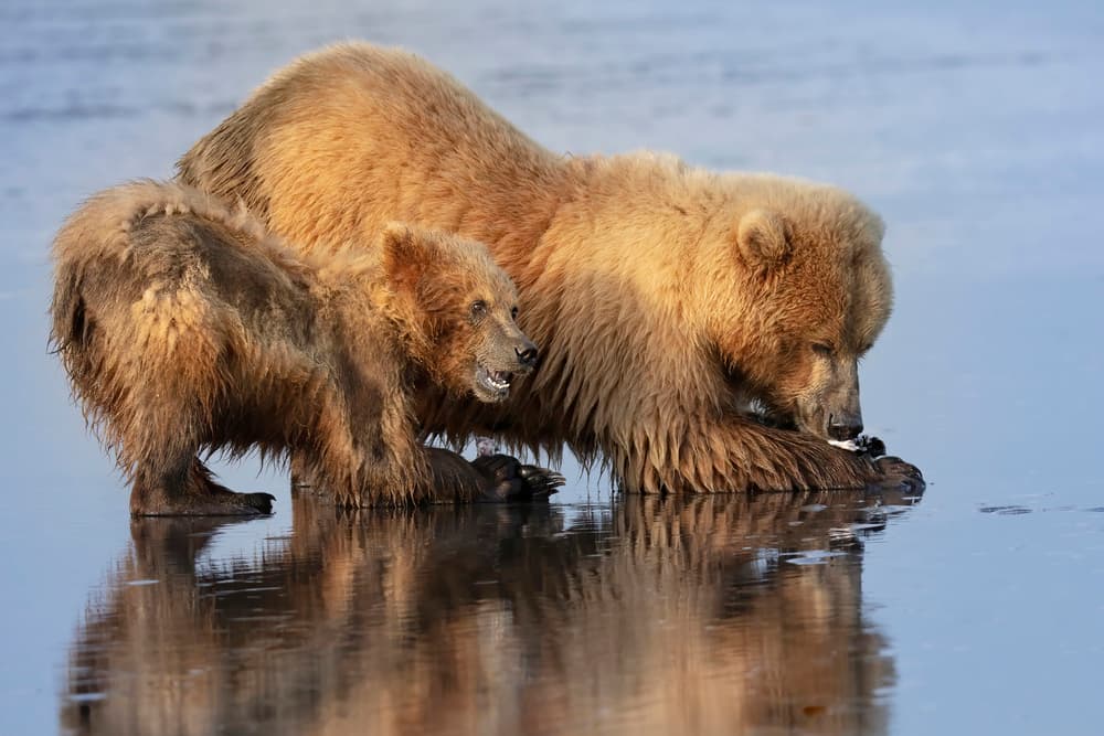Grizzly Mother And Cub by Linda D Lester — canvas wall art