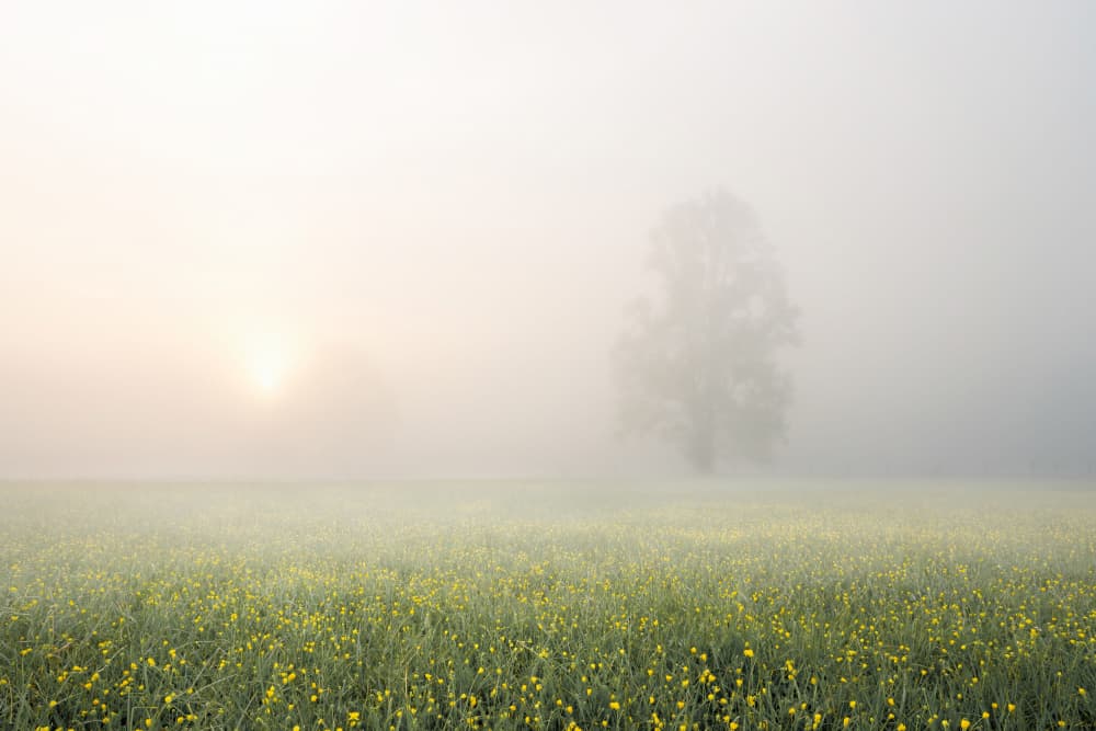 Misty Morning Field by John Fan — canvas wall art