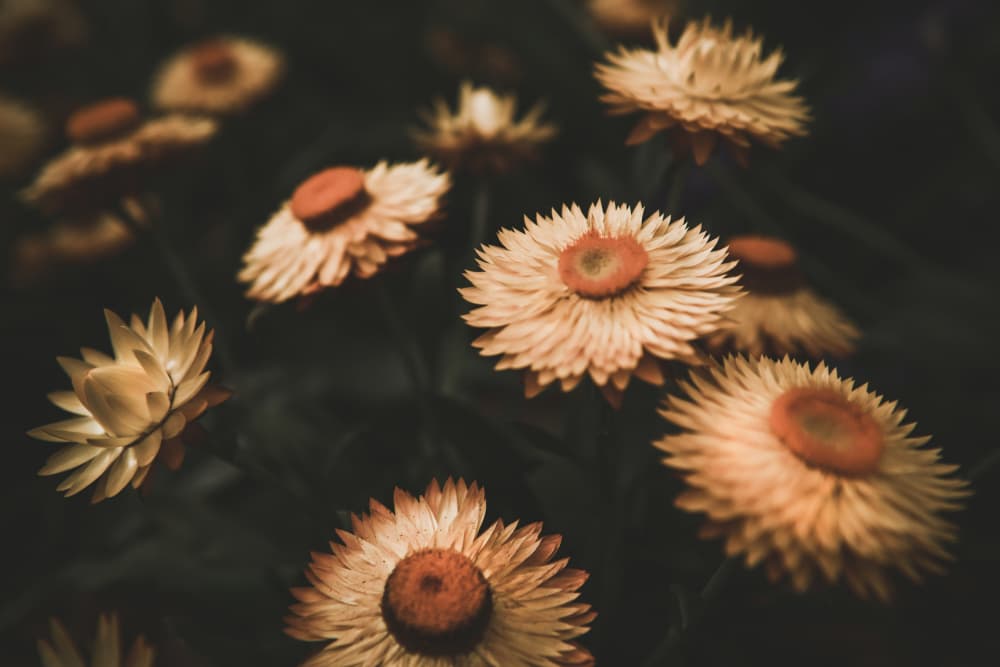 Moody Autumn Blooms by Tim Mossholder — canvas wall art