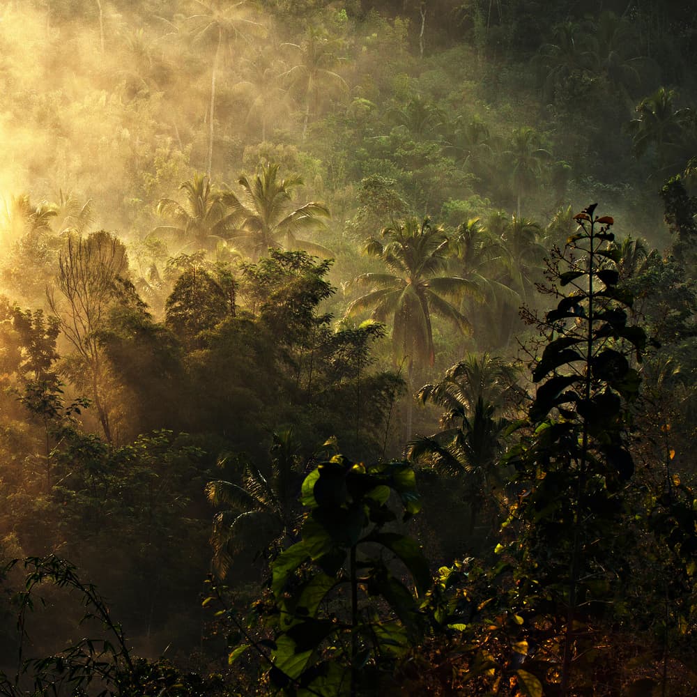 Misty Golden Jungle by Johanes Januar — canvas wall art