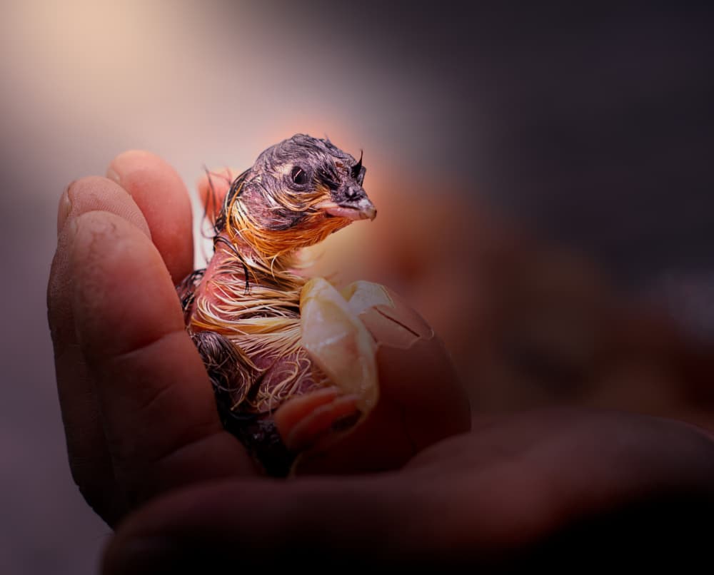 New Life in Hand by Ling  Lu — canvas wall art