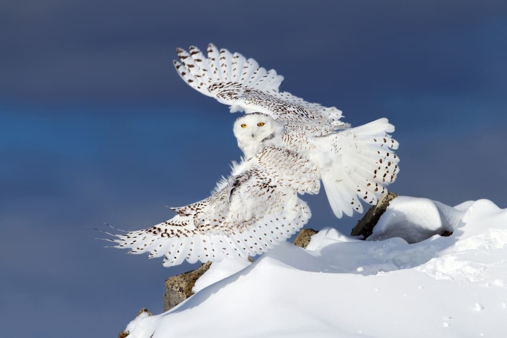 Snowy Owl in Flight by Jim Cumming — canvas wall art