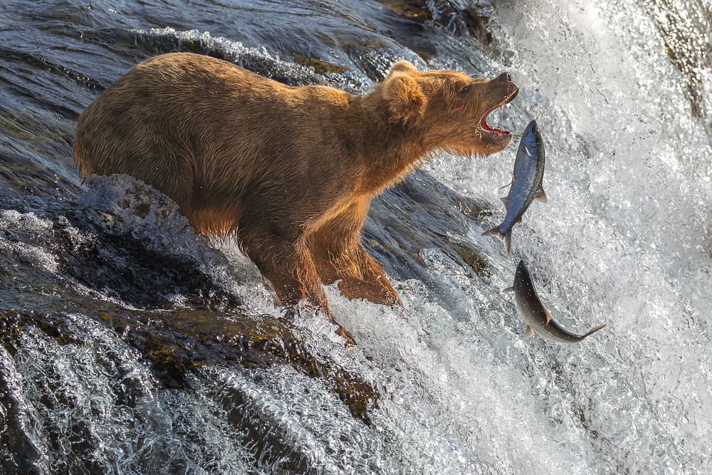 Grizzly Bear Salmon Hunt by Richard Liu — canvas wall art