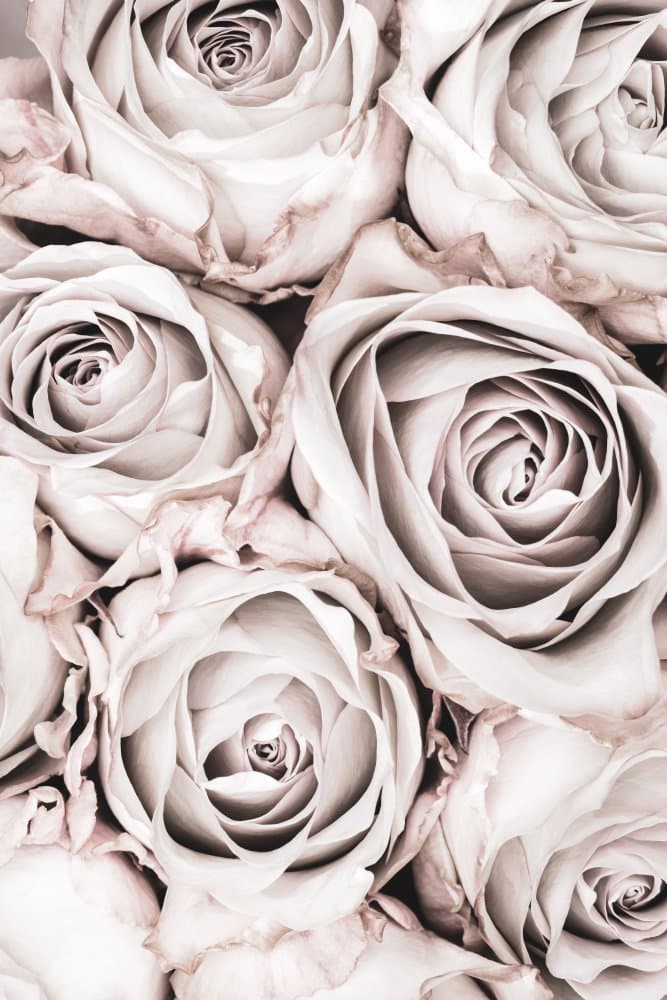 Muted Blush Roses by Pictufy Studio III — canvas wall art