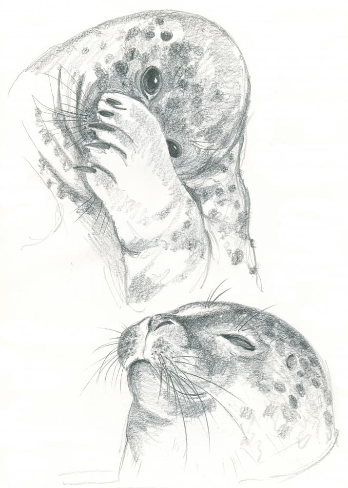 Grey Seals Drawing by Isabelle Brent — canvas wall art