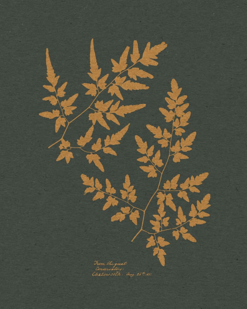 Golden Fern Silhouettes by Wild Violets — canvas wall art