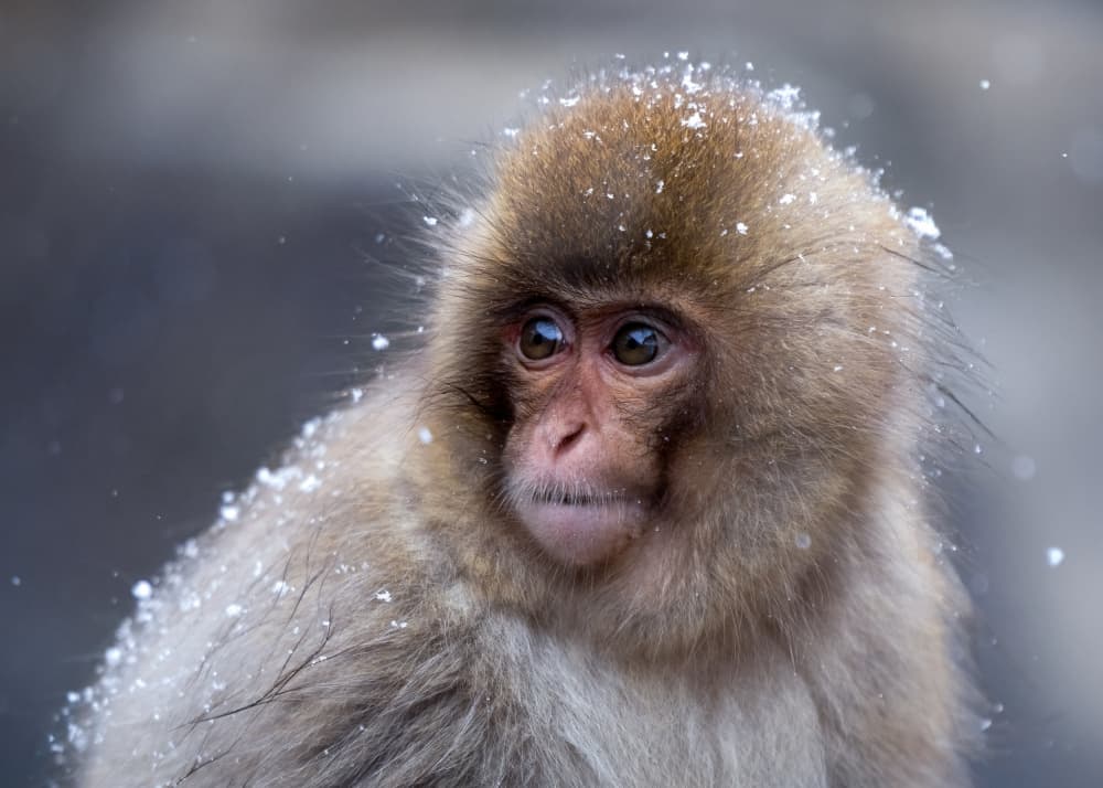 Thoughtful Snow Monkey by Joanna W — canvas wall art