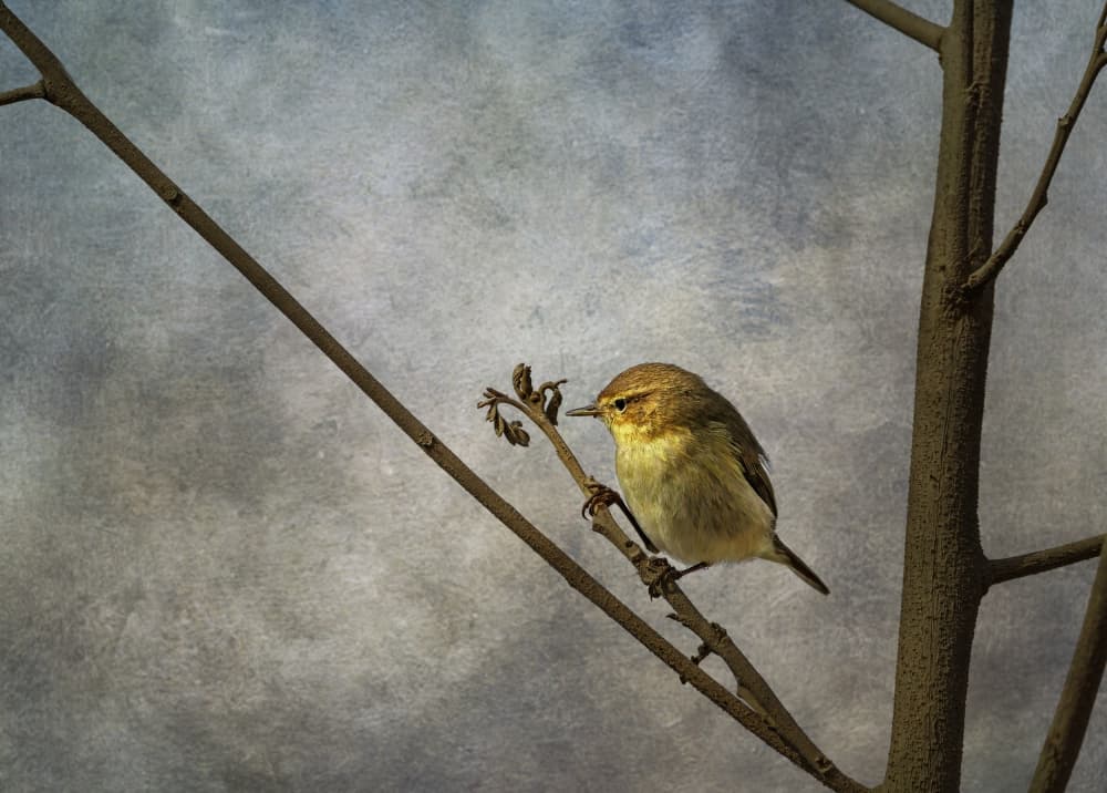 Solitary Bird on Branch by Bassant Meligy — canvas wall art