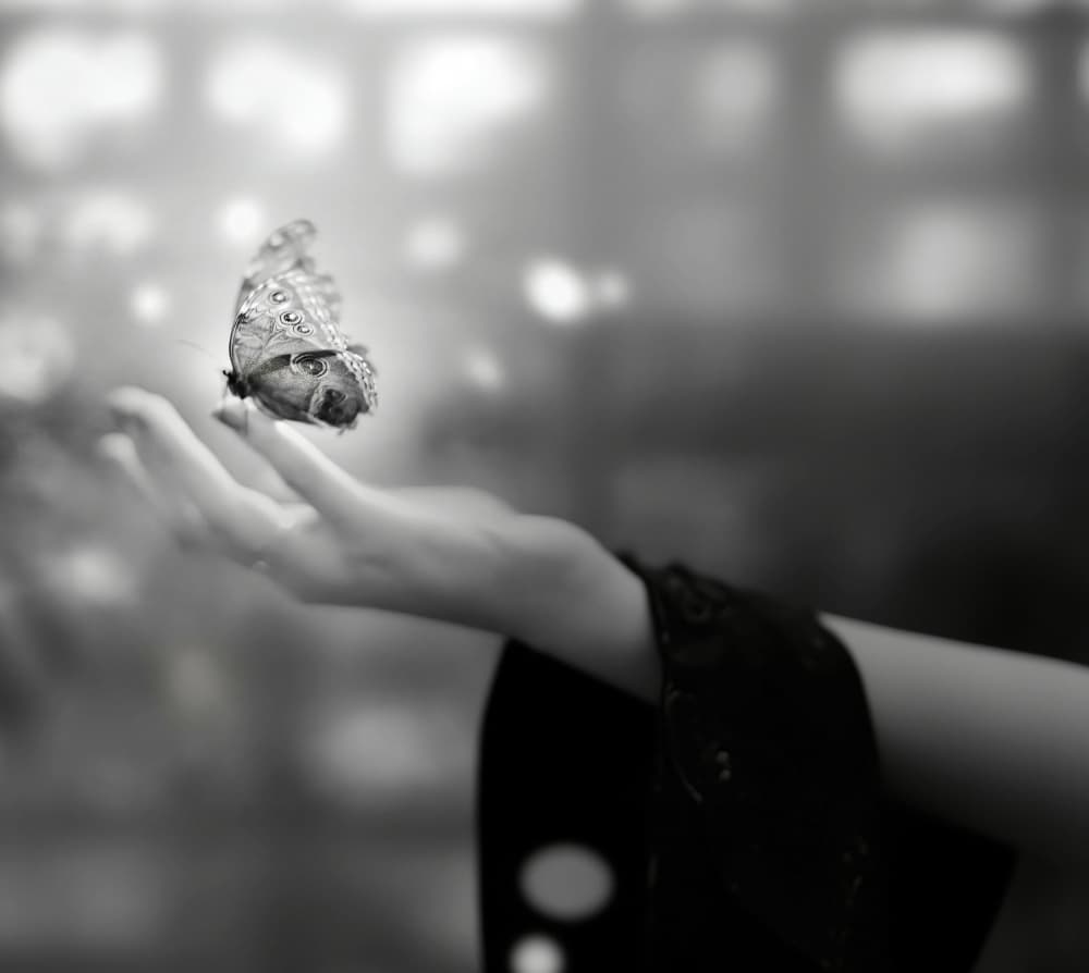 Gentle Butterfly Connection by Cristian Andreescu — canvas wall art