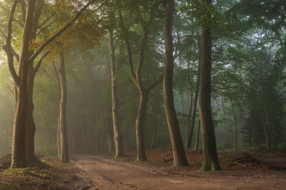 Misty Forest Path by Ytje Veenstra — canvas wall art