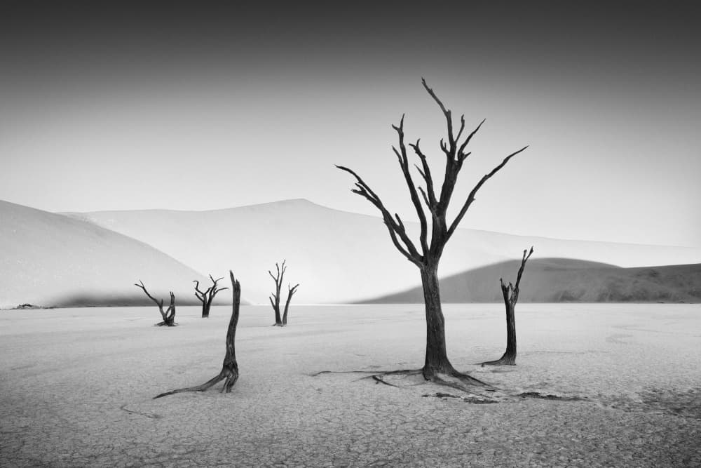Dead Trees Desert Landscape by Willa Wei — canvas wall art