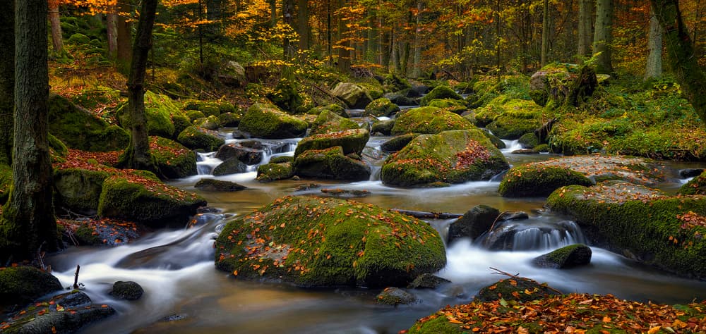Autumn Woodland Stream by Norbert Maier — canvas wall art