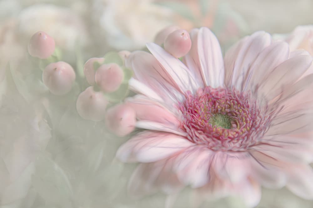 Blush Gerbera and Berries by Gilbert Claes — canvas wall art