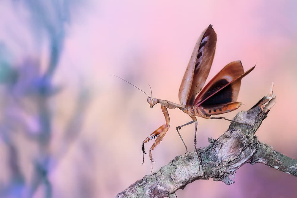 Spreading Mantis Wings by Jimmy Hoffman — canvas wall art
