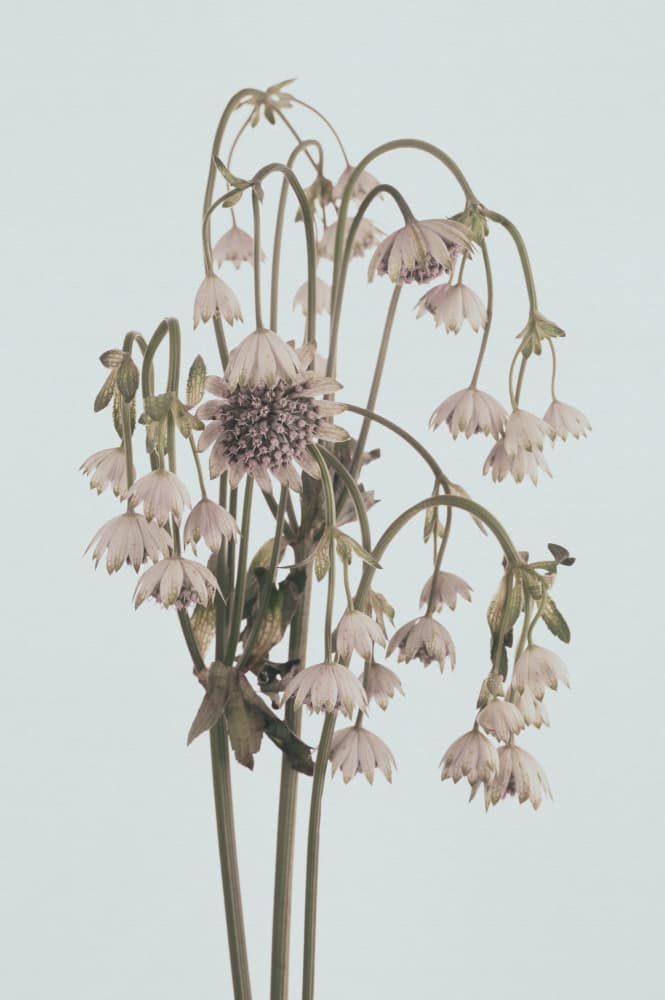 Delicate Pink Blooms by Samar AlBader — canvas wall art