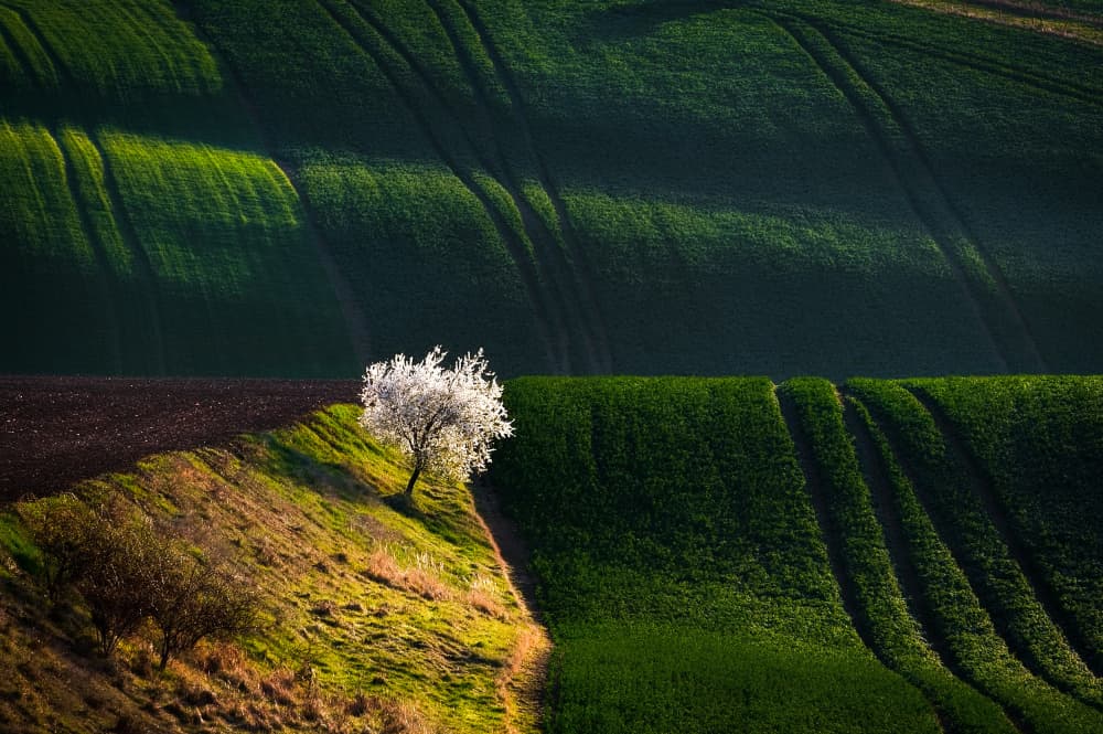 Spring Tree Rolling Hills by Milan Uhrin AFIAP AZSF — canvas wall art