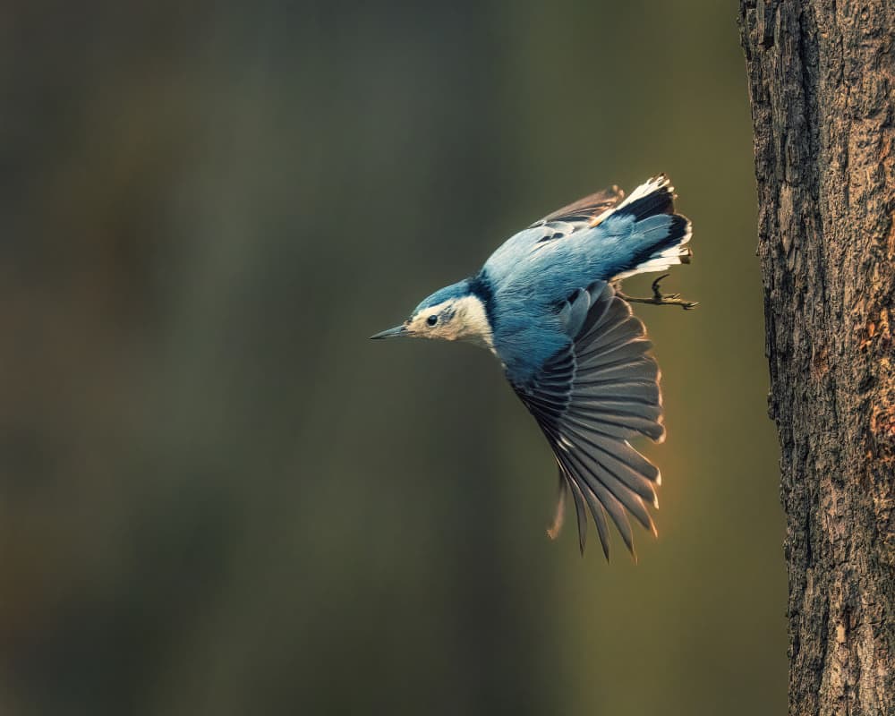 Blue Bird Takes Flight by Xiao Cai — canvas wall art