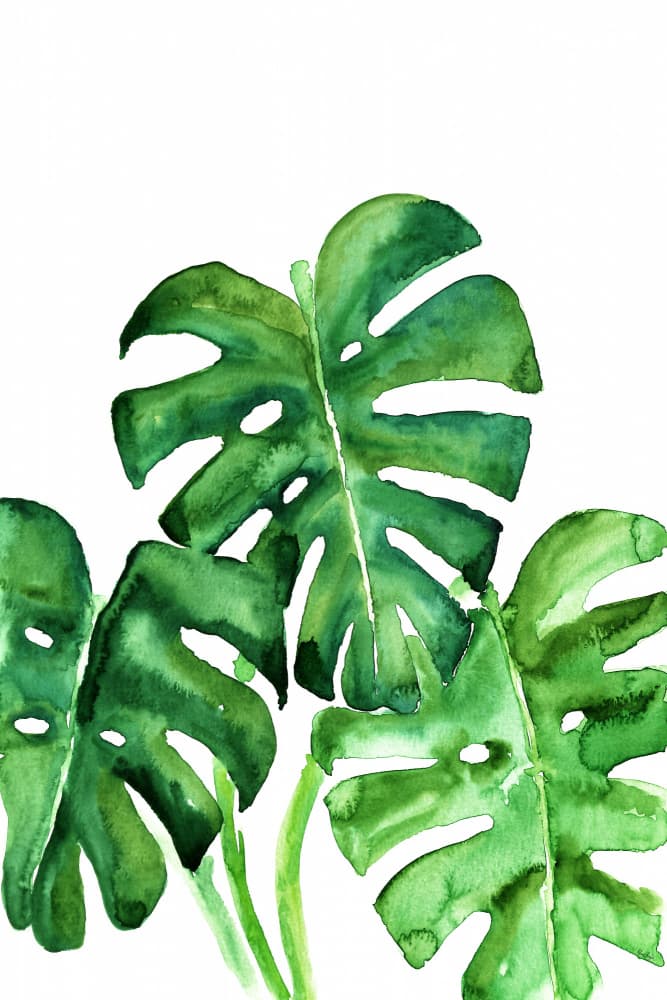 Tropical Monstera Leaves by Rosana Laiz Blursbyai — canvas wall art