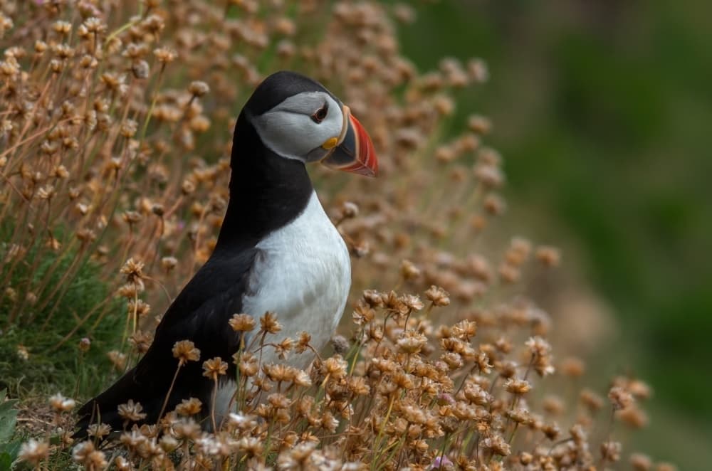 Puffin Among Wildflowers by Piotr Galus — canvas wall art