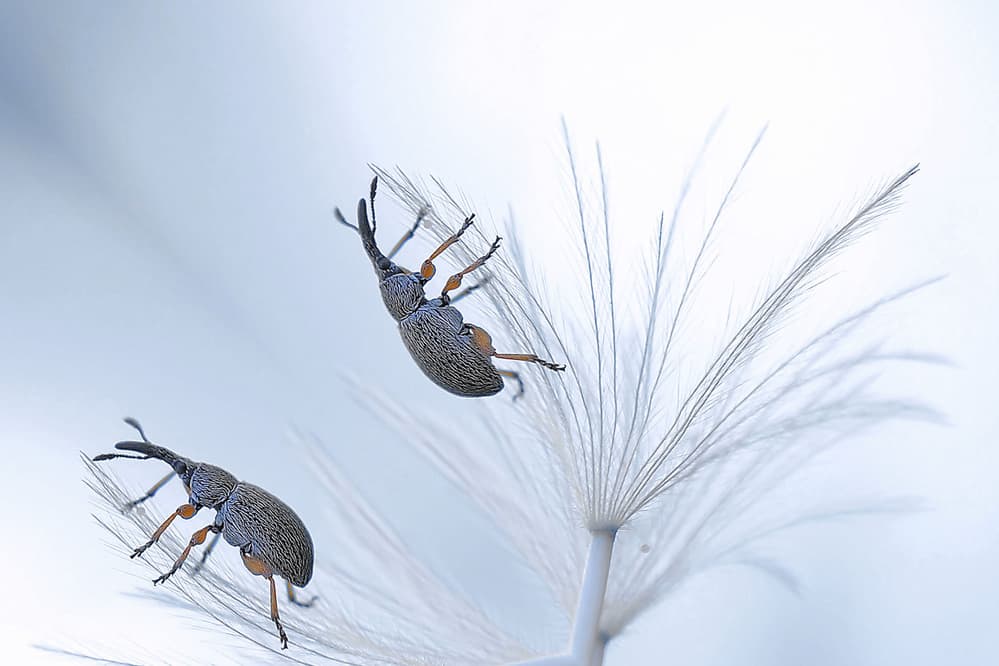 Delicate Dandelion Weevils by Thierry Dufour — canvas wall art