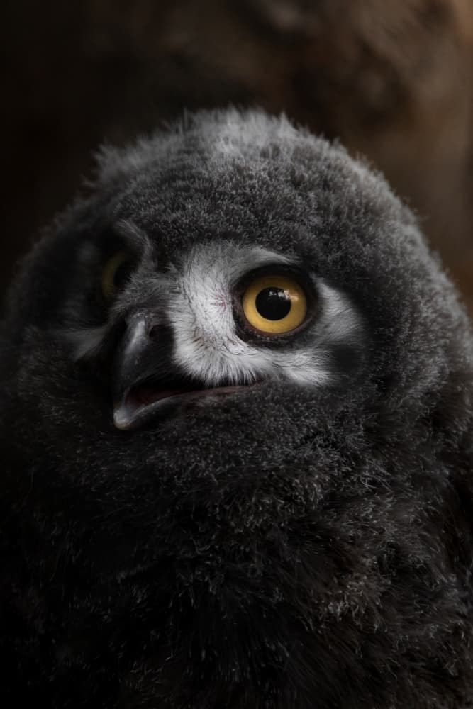 Curious Baby Owl by Haruma Okubo — canvas wall art