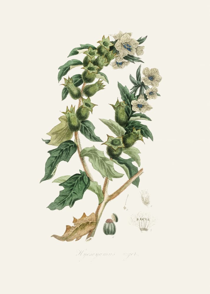 Henbane (hyoscyamus Niger) Medical Botany by John Stephenson and James Morss Churchill — canvas wall art