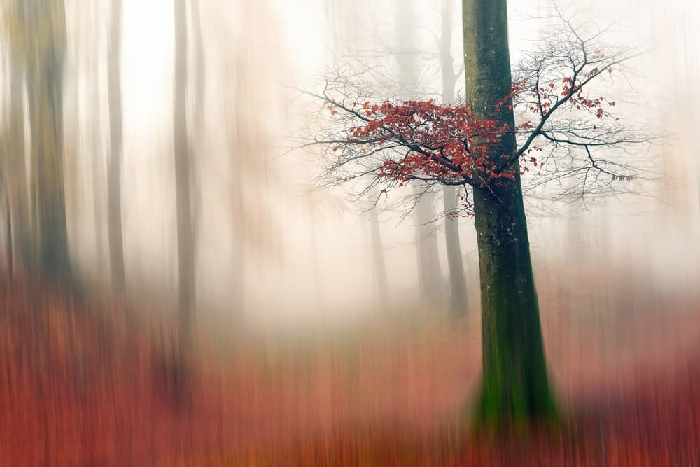 Misty Autumn Forest by Leif Løndal — canvas wall art