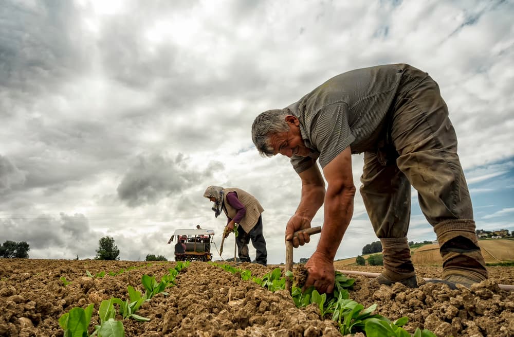 Farmers Cultivating Crops by Hakime Küçük — canvas wall art