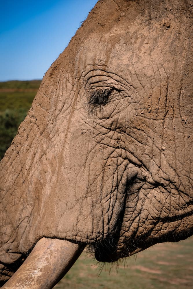 Elephant's Wise Eye by Dan Edwards — canvas wall art