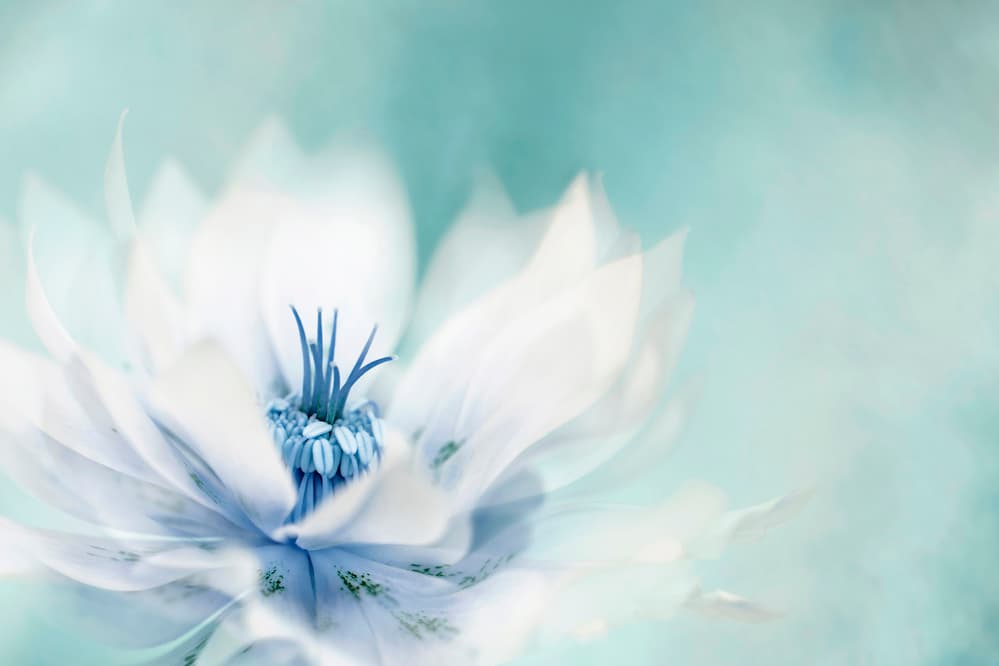 Serene Blue Flower by Jacky Parker — canvas wall art