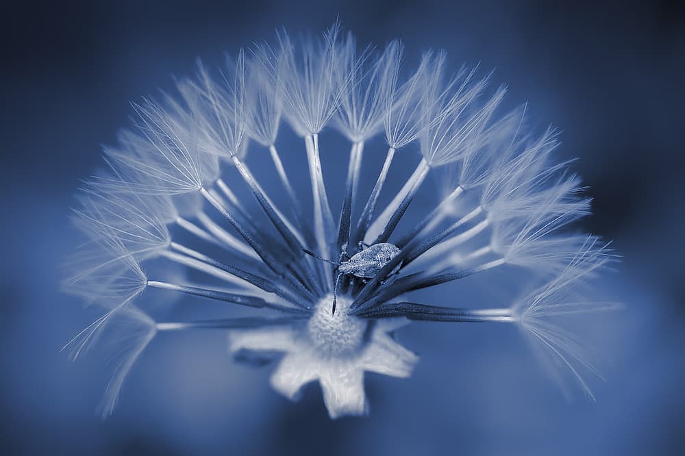 Delicate Dandelion Bug Macro by Jimmy Hoffman — canvas wall art