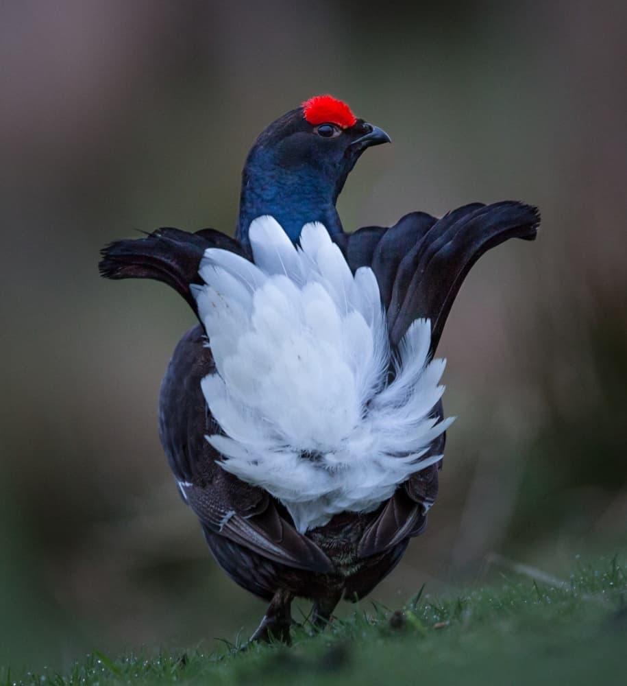 Black Grouse Display by Greg Barsh — canvas wall art