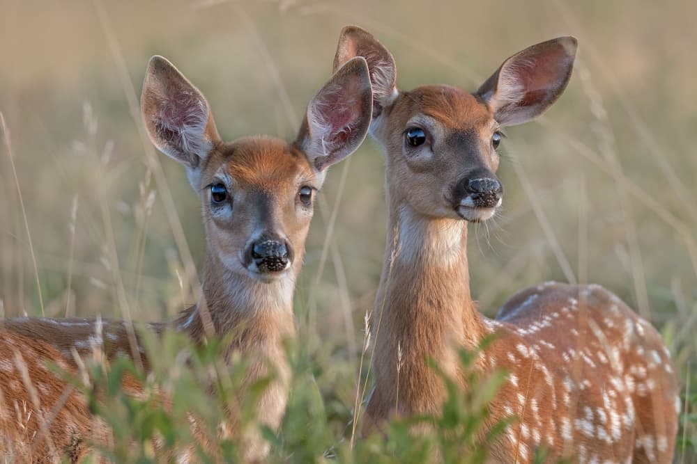 Two Gentle Fawns by Nick Kalathas — canvas wall art