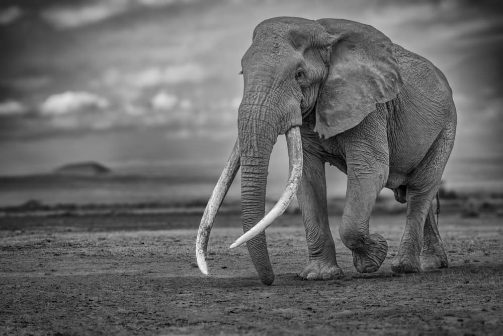 African Tusker Elephant by Ali Khataw — canvas wall art