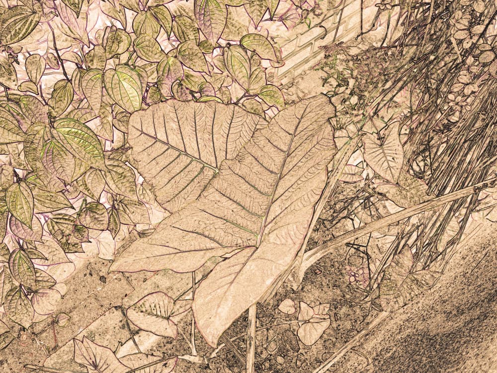 Nature's Sepia Etching by Santhosh ch — canvas wall art