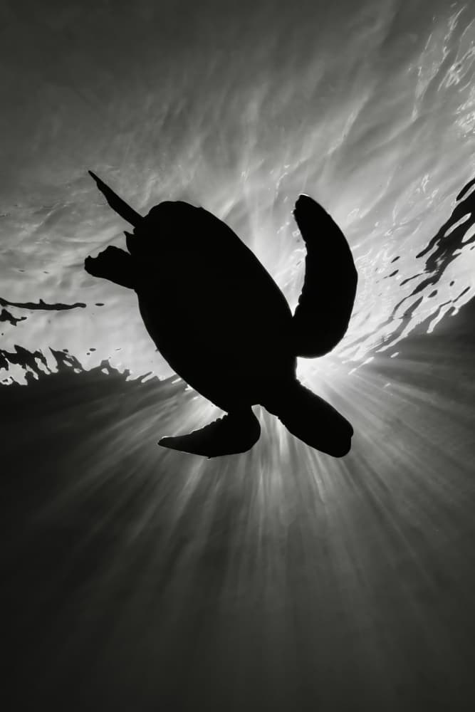 Sunlit Sea Turtle by Serge Melesan — canvas wall art