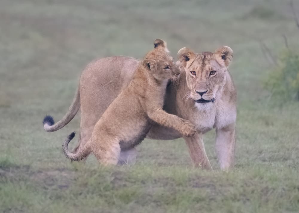 Lioness and Cub Play by Yang Jiao — canvas wall art