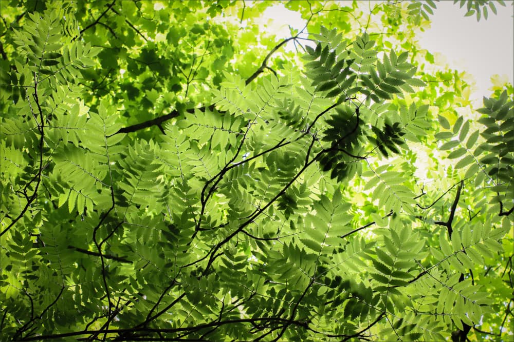 Lush Green Canopy by Alyson Fennell — canvas wall art