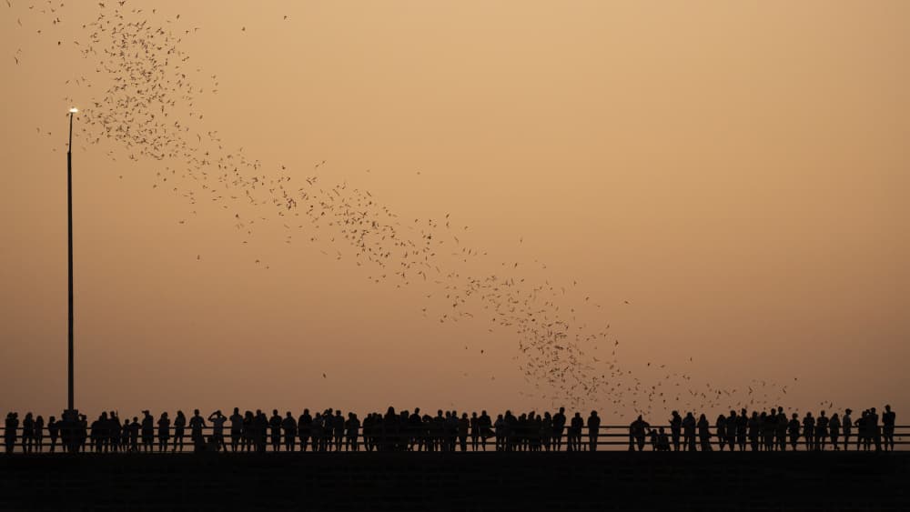 Sunset Bat Flight by Linda Lu — canvas wall art