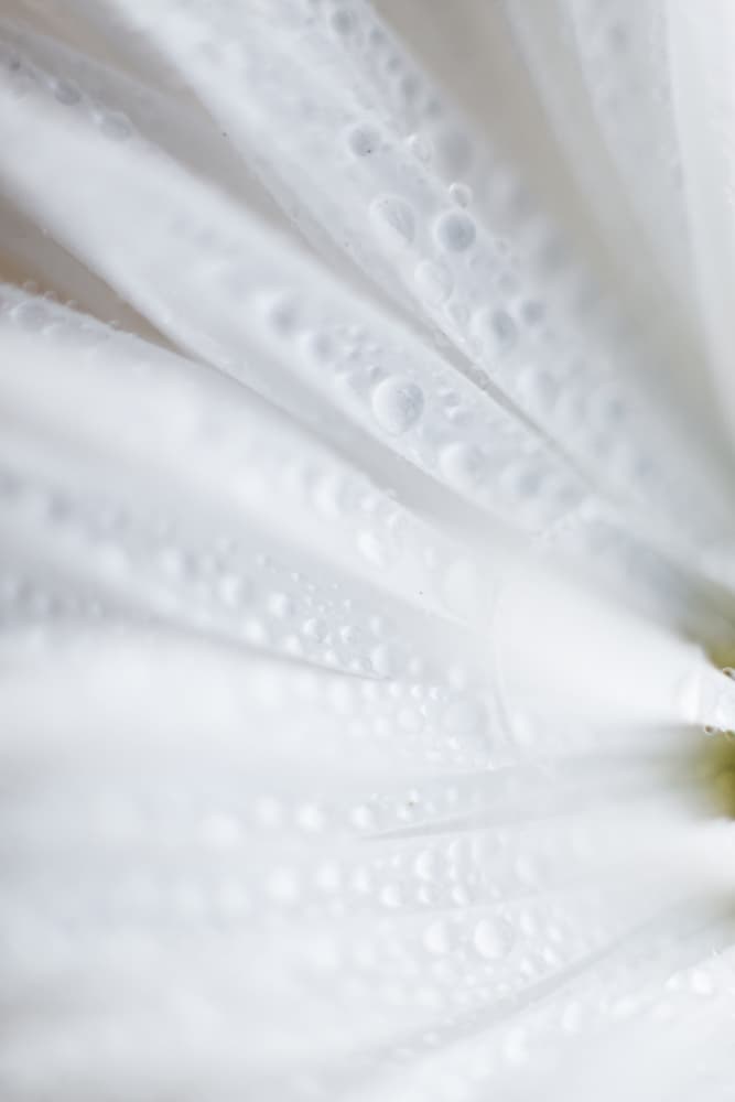 Dew Kissed White Petals by Javier Pardina — canvas wall art