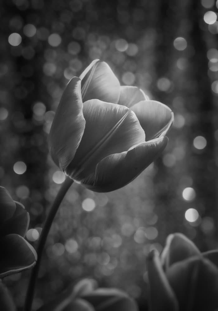 Elegant Monochrome Tulip by Dorte Irene Sattrup Lund-Nielsen — canvas wall art