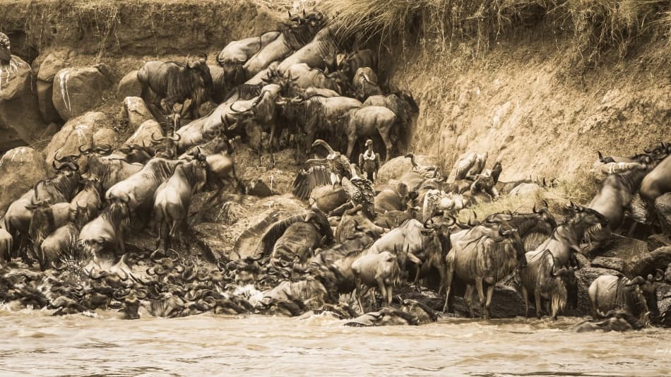 Wildebeest River Crossing by Mohammed Alnaser — canvas wall art