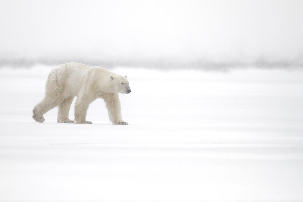 Polar Bear Winter Walk by Marco Pozzi — canvas wall art