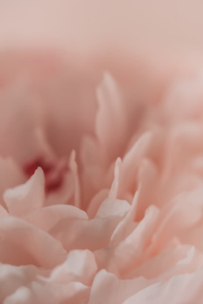Soft Pink Bloom